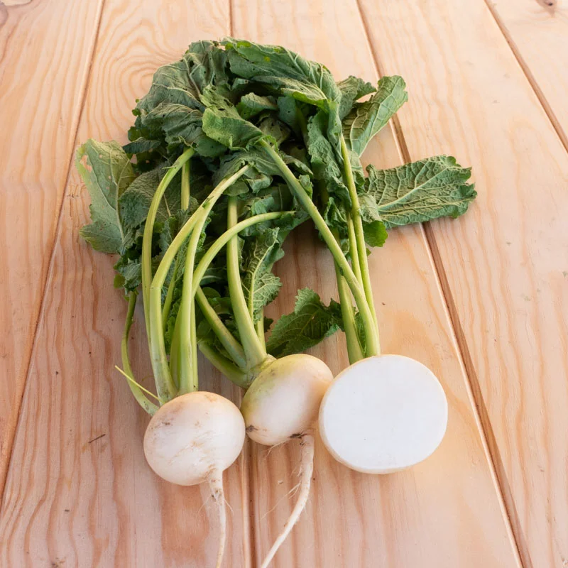 Radish - Philadelphia White Box