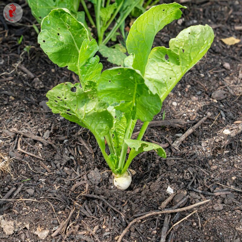 Radish - White Beauty