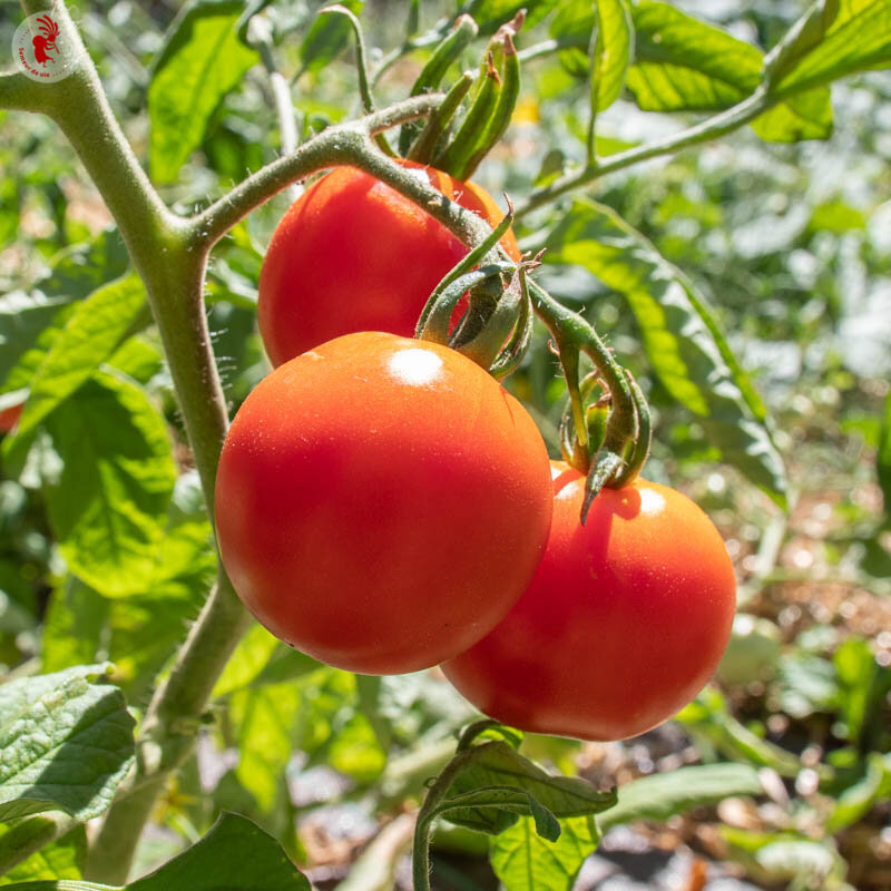 Tomatoes - Glacier