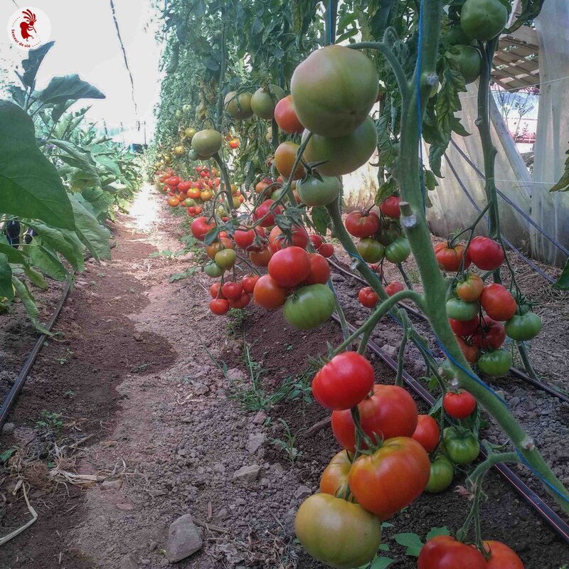 Tomatoes - Moskvich