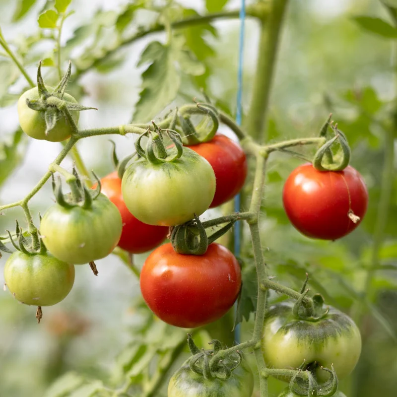 Tomatoes - Sasha Altai