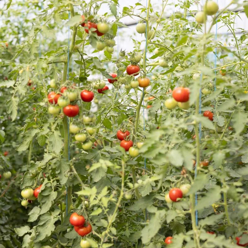 Tomatoes - Sasha Altai