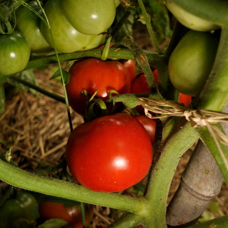 Tomatoes - Imur Prior Beta