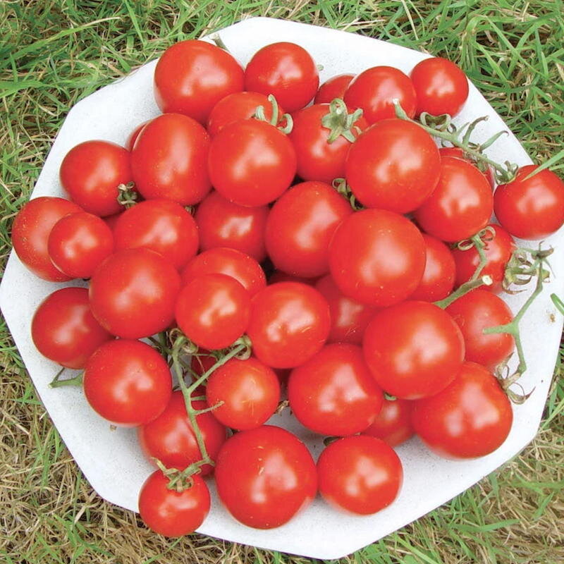 Cherry tomatoes - Washington Cherry