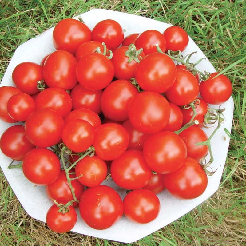 Cherry tomatoes - Washington Cherry