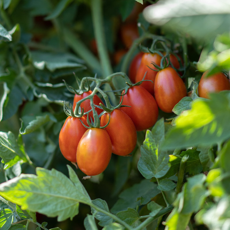 Cherry tomatoes - Datterini
