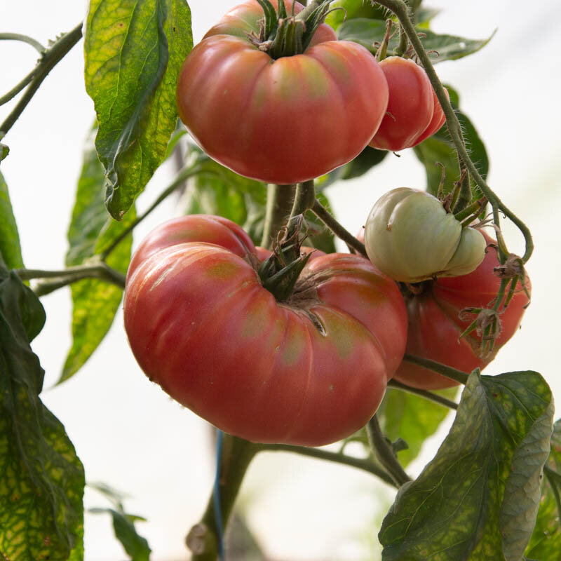 Tomatoes - Gréoux