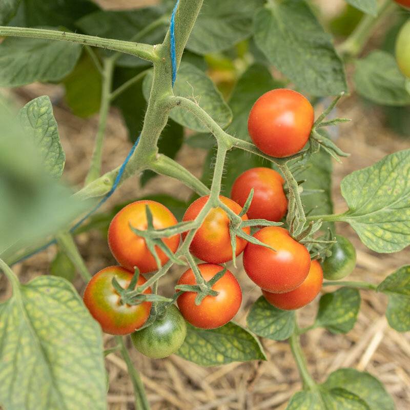 Tomatoes - Beautiful Arlesian