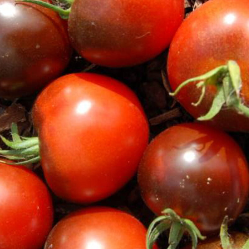 Tomatoes - Alki Blue Blood