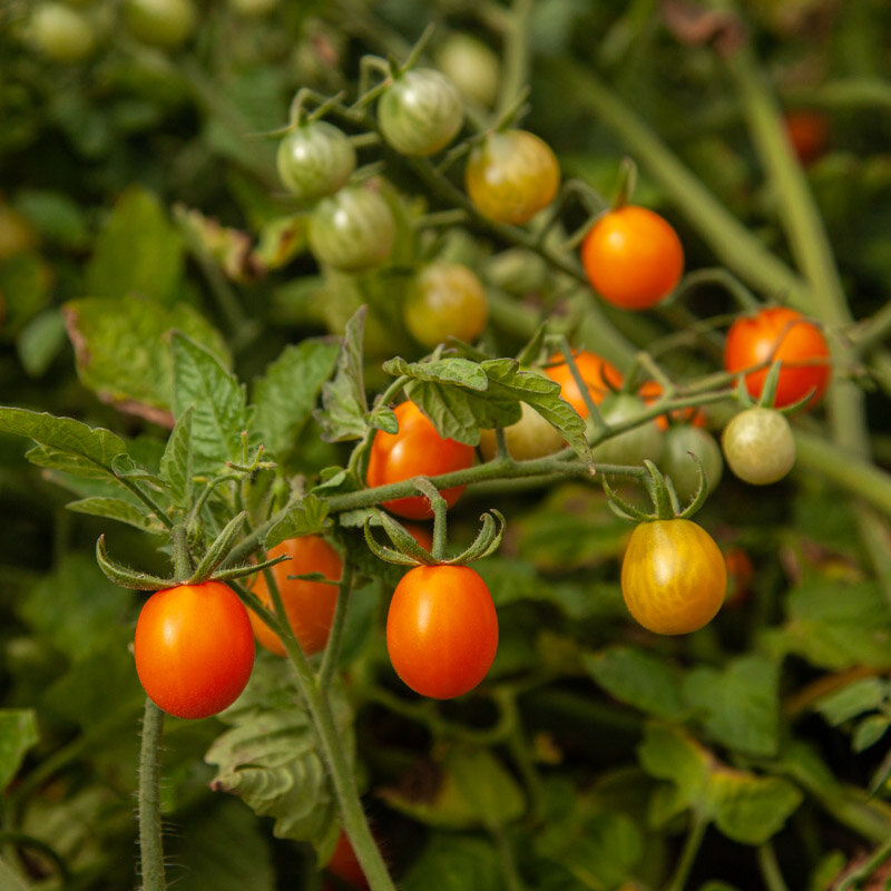 Cherry tomatoes - Ambrosia Gold