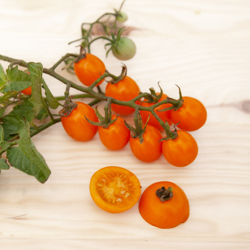 Cherry tomatoes - Ambrosia Gold