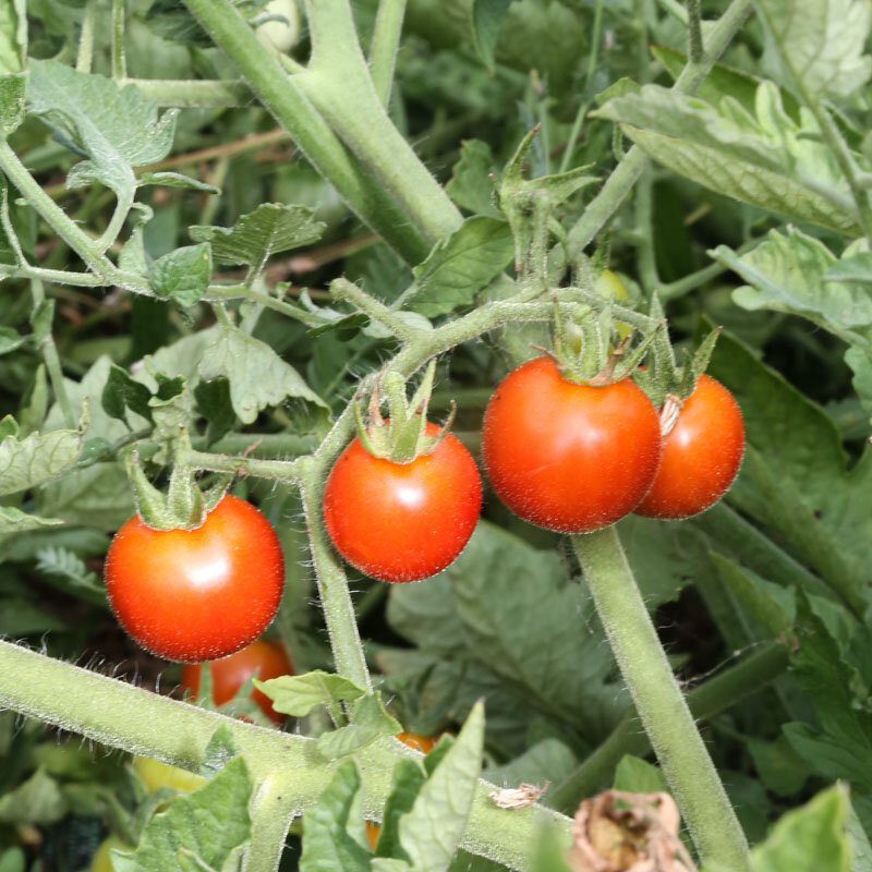 Cherry tomatoes - Ambrosia Red