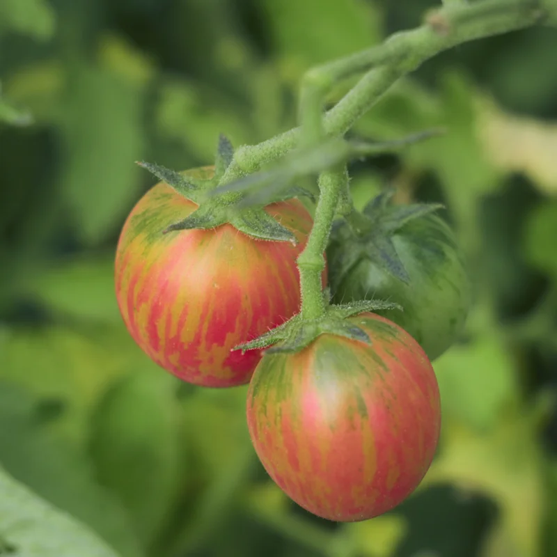 Cherry tomatoes - Pink Bumble Bee