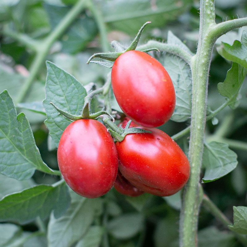 Tomatoes - Black Mauri