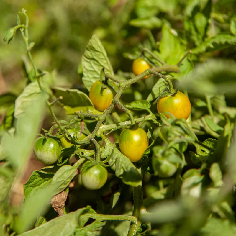 Cherry tomatoes - Bosque Green Cherry