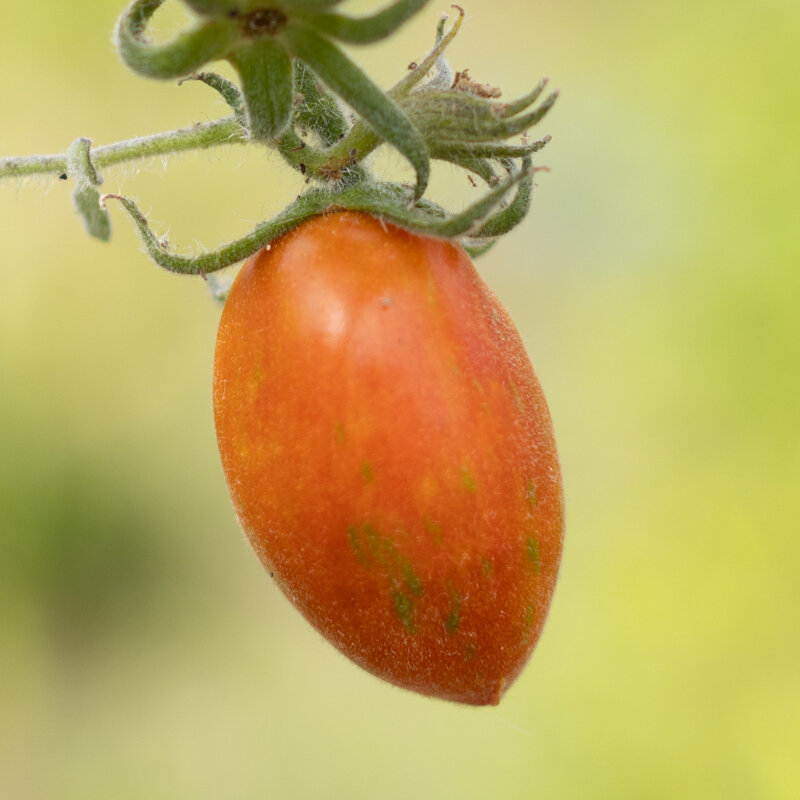 Tomatoes - Churra Plum