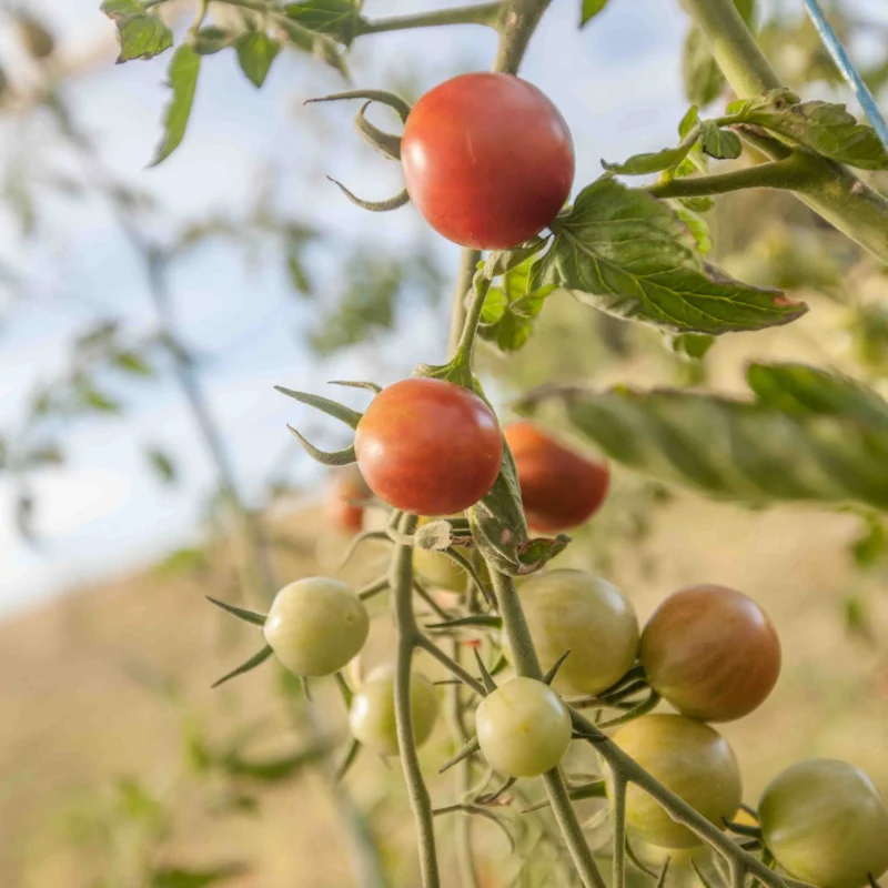 Cherry tomatoes - Copper Currant