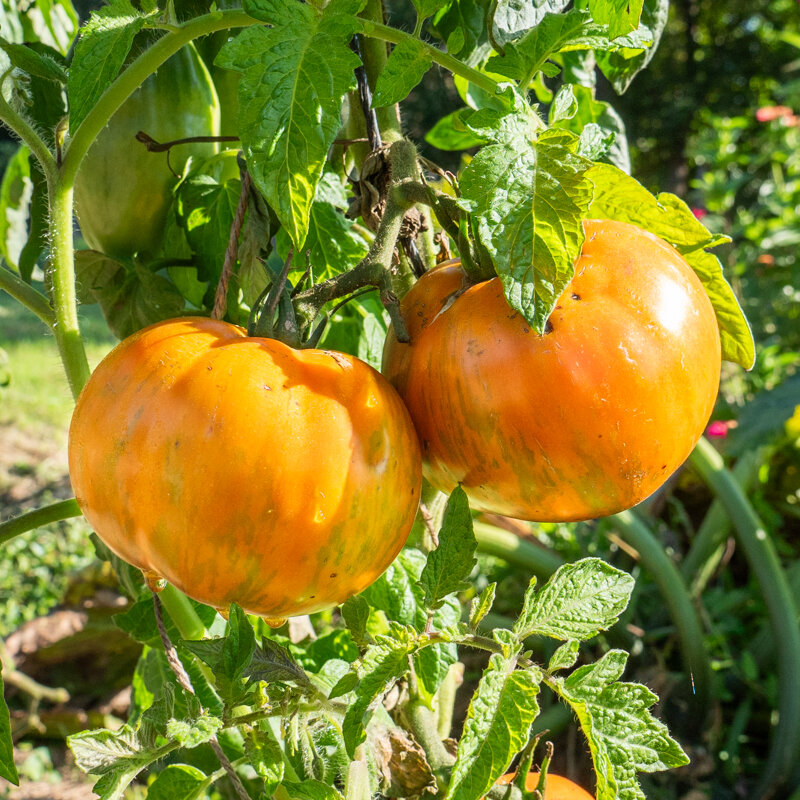 Tomatoes - Cote d'Zebra