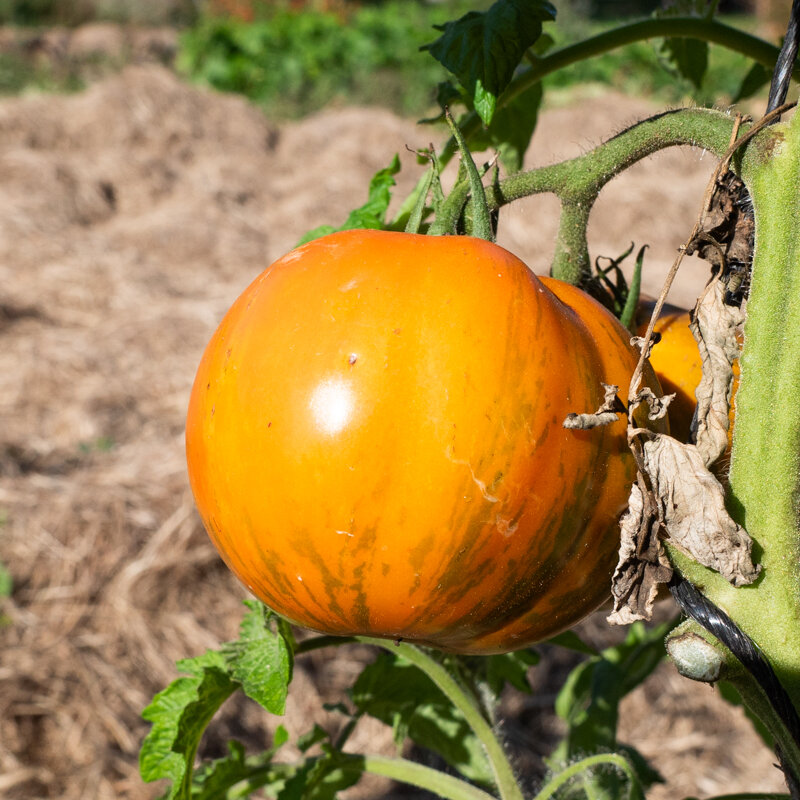 Tomatoes - Cote d'Zebra