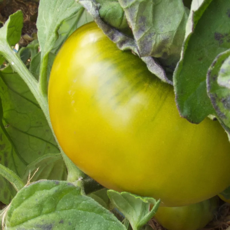 Tomatoes - Emerald Apple