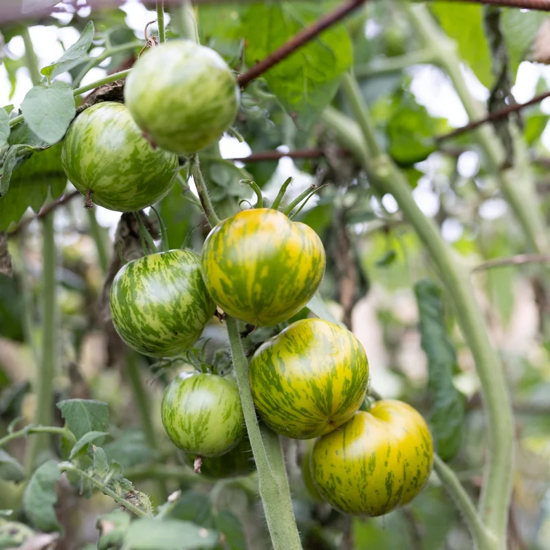 Tomatoes - Green Zebra Arizona Hawai Strain