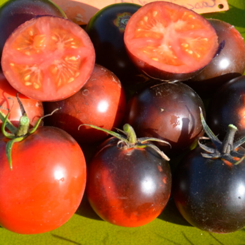 Cherry tomatoes - Cascade Village Blue