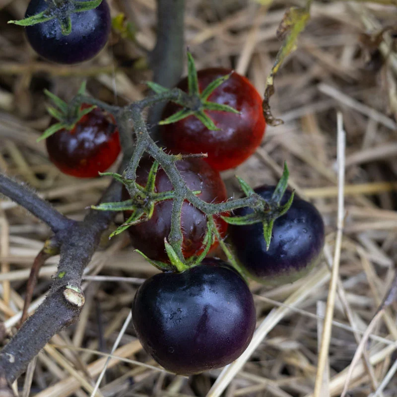 Cherry tomatoes - Cascade Village Blue