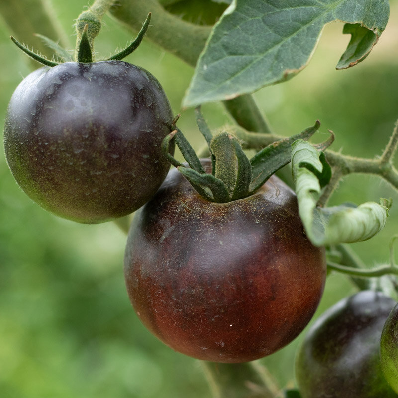 Tomatoes - Indigo Apple