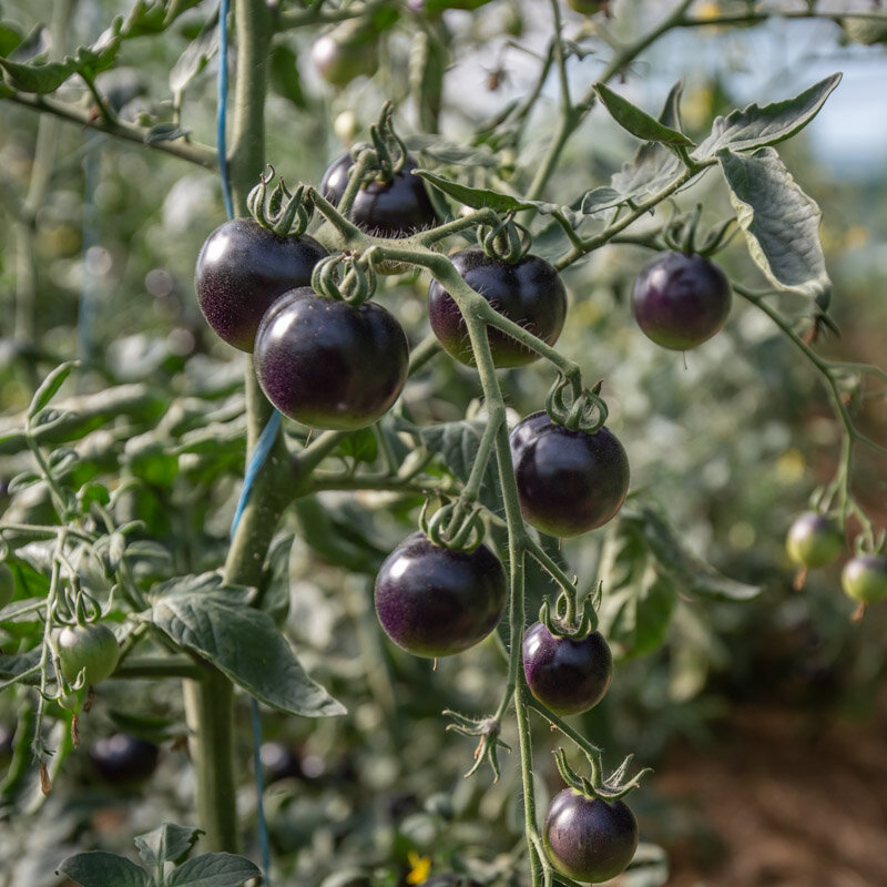 Tomatoes - Jl Midnight Select