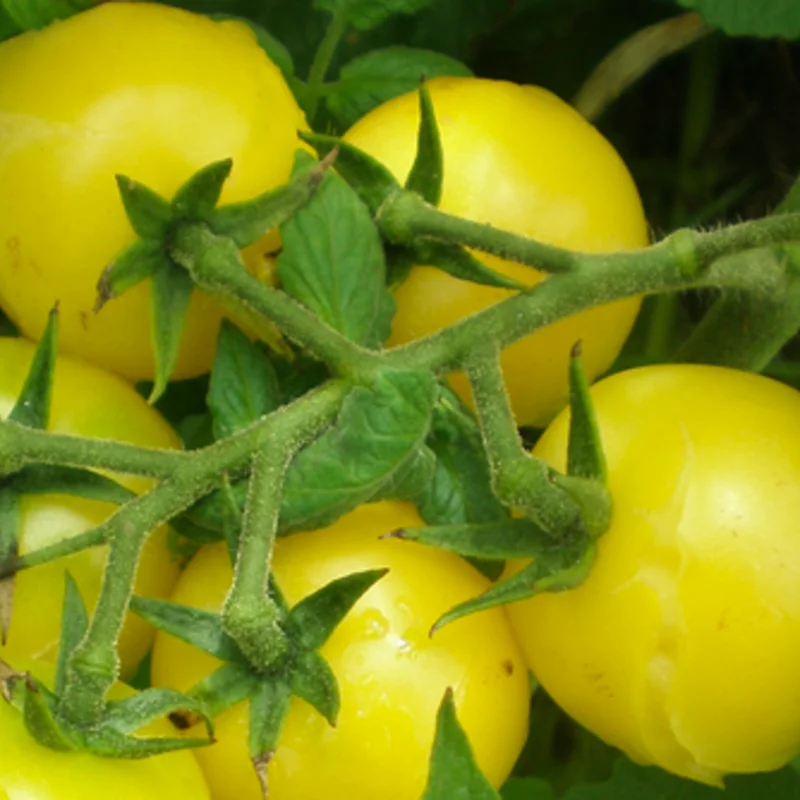 Cherry tomatoes - Lemon Drop