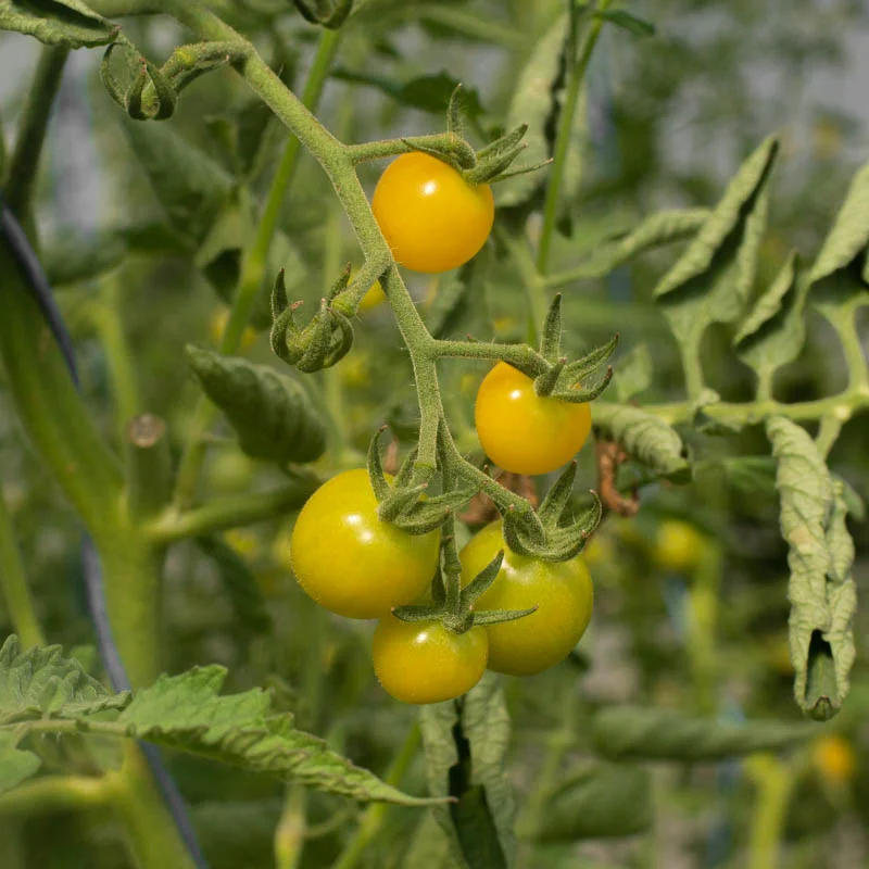 Cherry tomatoes - Lemon Drop