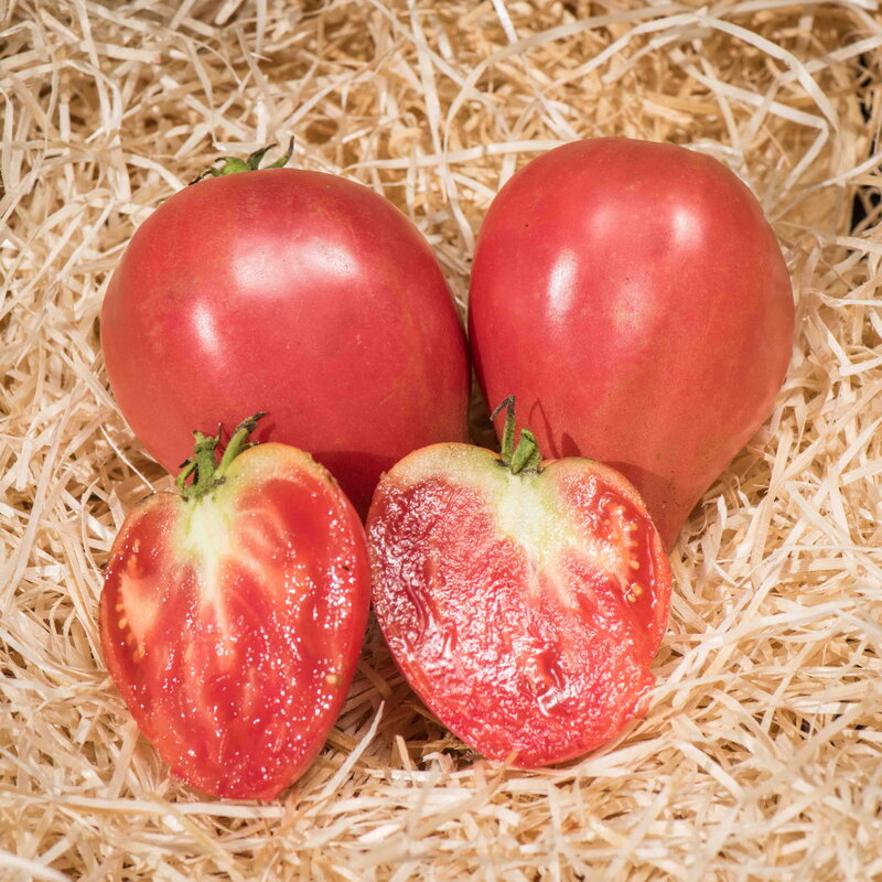 Tomatoes - Mazarini