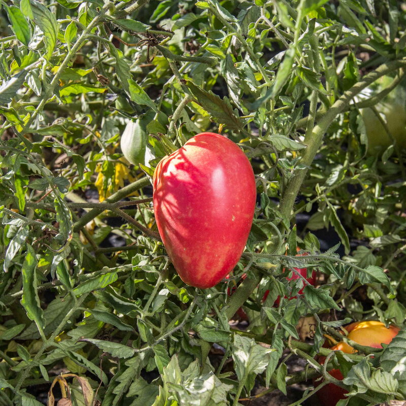 Tomatoes - Mazarini