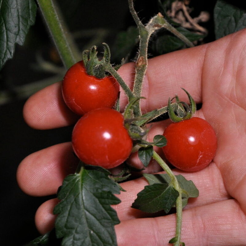 Cherry tomatoes - Barbaniaka