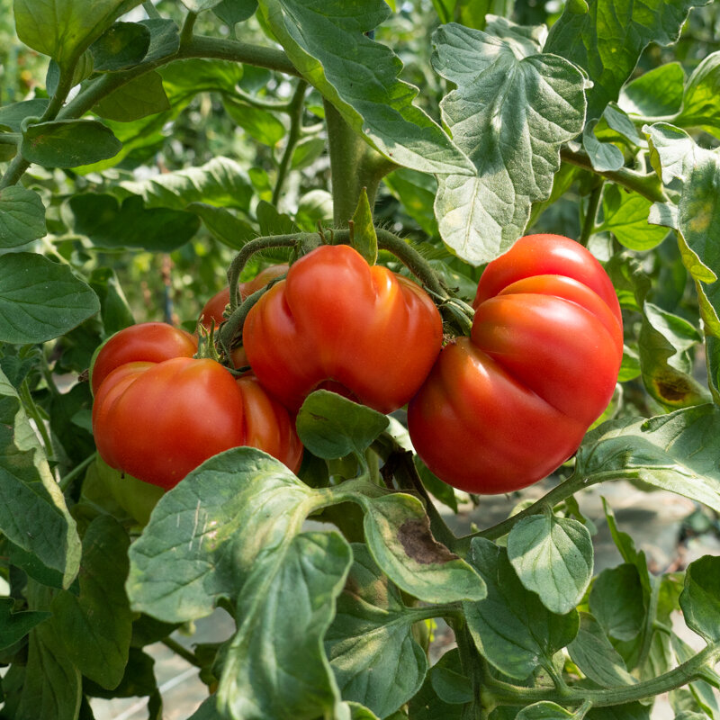 Tomatoes - Marmande