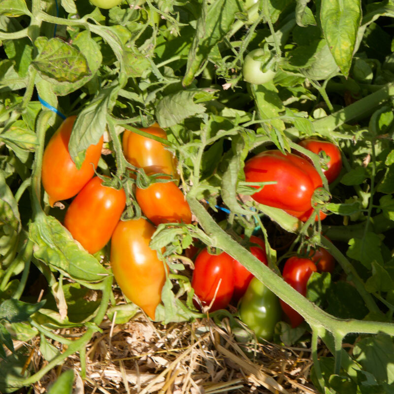 Tomatoes - Peasant