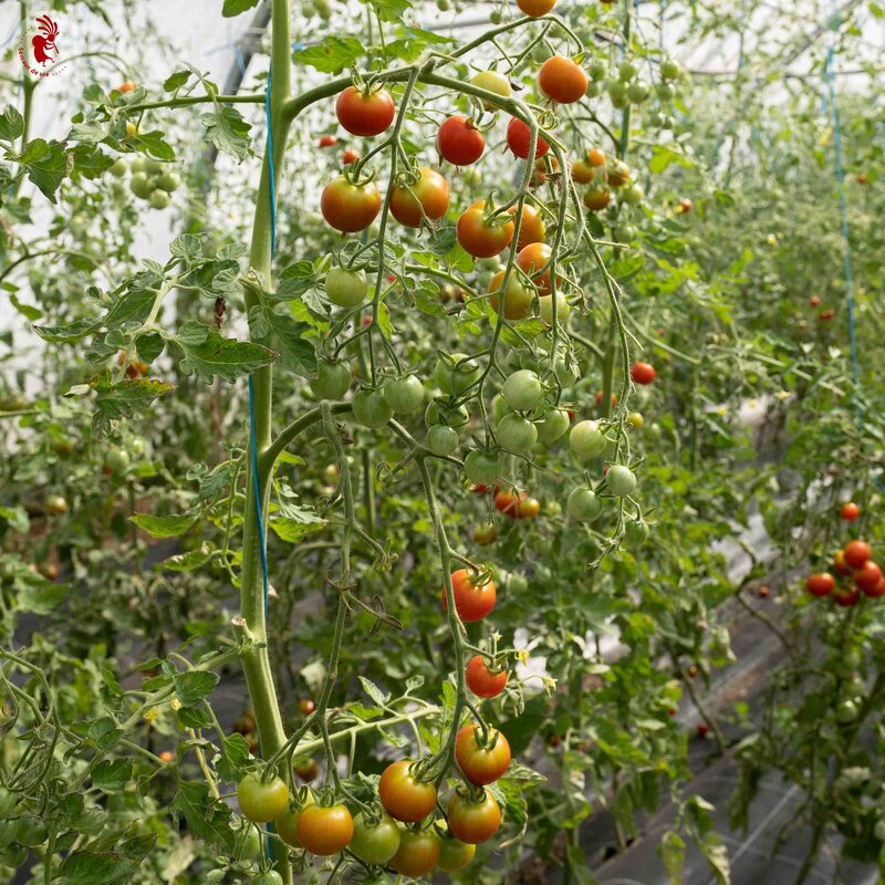 Cherry tomatoes - Gardener's Delight