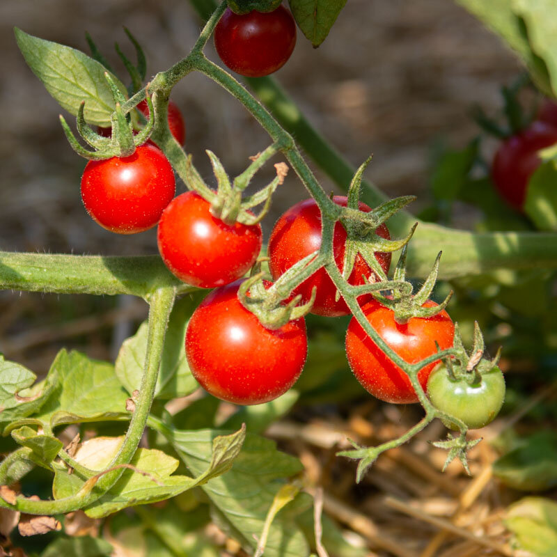 Cherry tomatoes - Tommy Toe