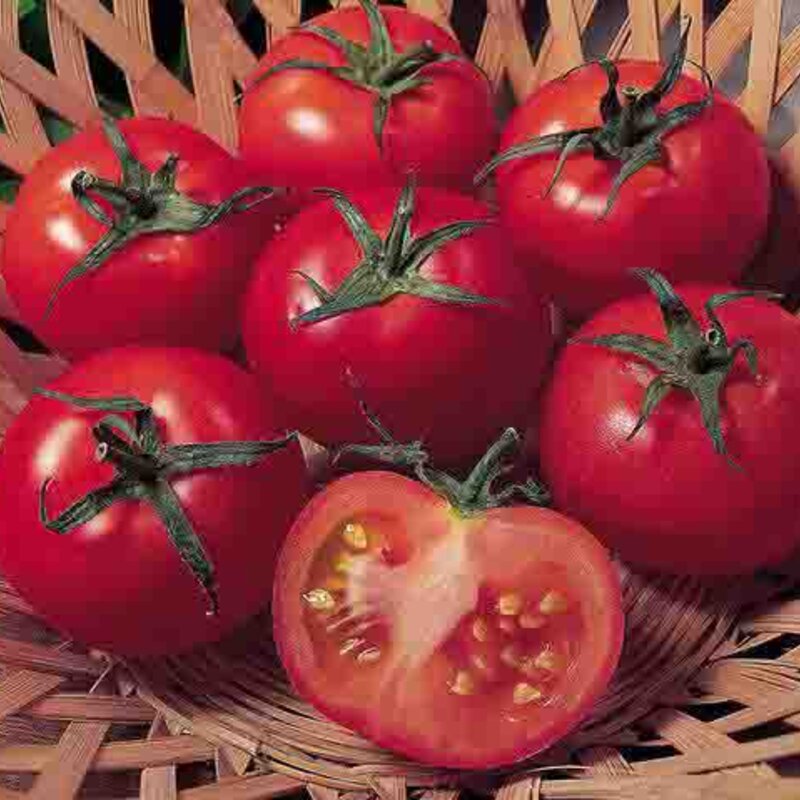 Tomatoes - Ailsa Craig