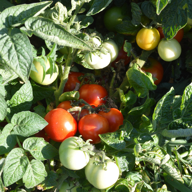 Tomatoes - Budai Torpe