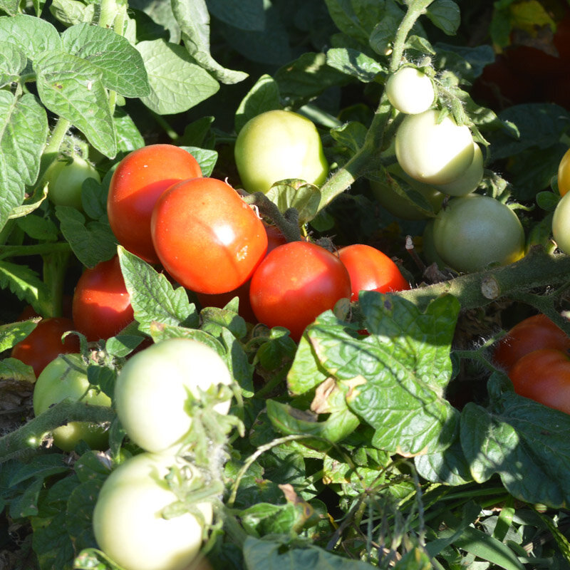 Tomatoes - Budai Torpe