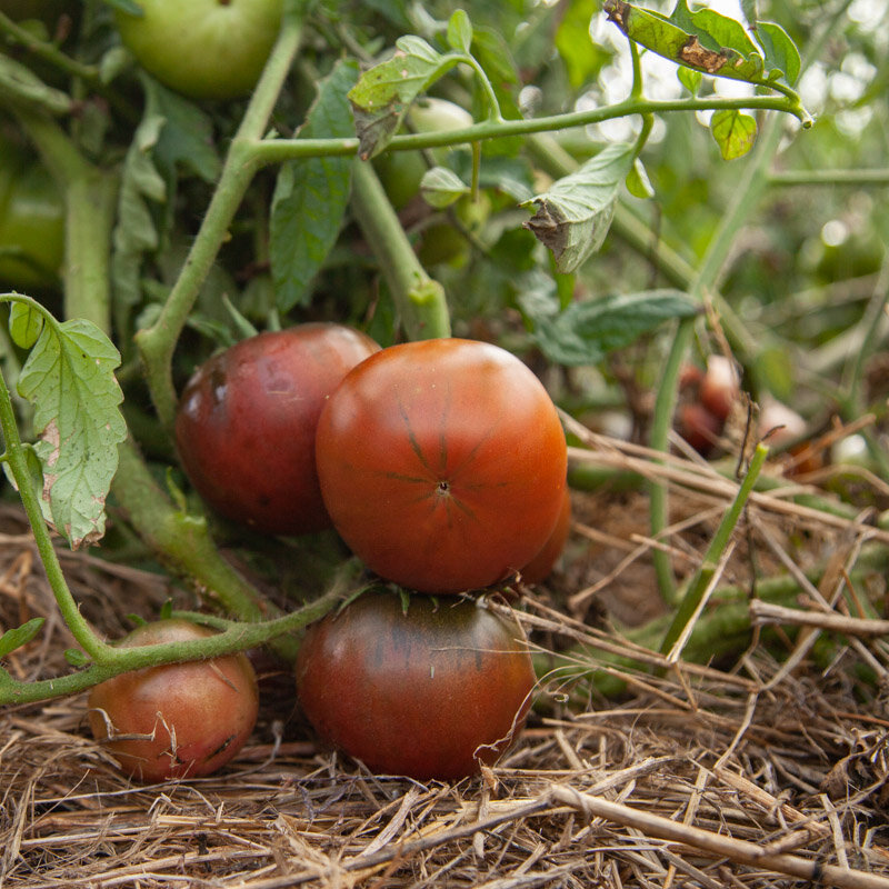 Tomatoes - Dwarf Champion