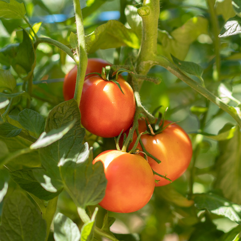 Tomatoes - Odessa Ronde