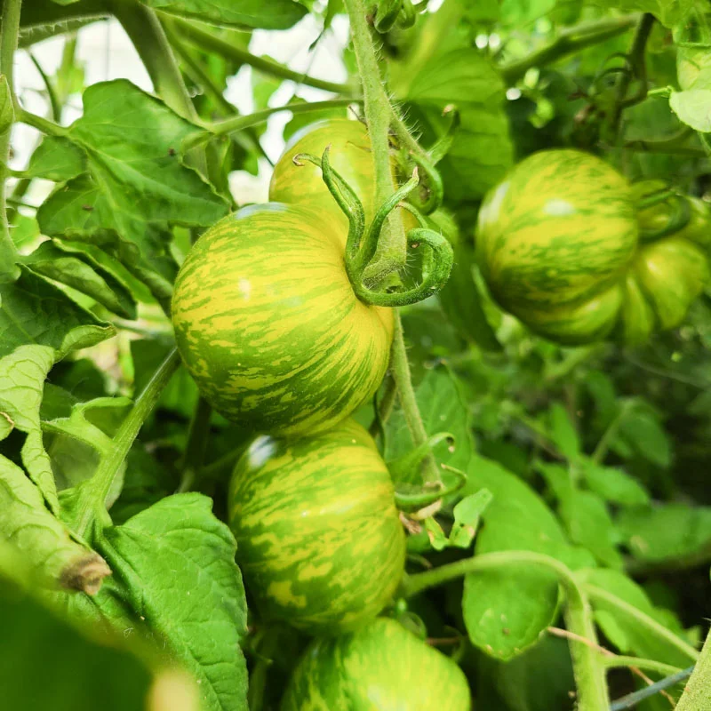 Tomatoes - Musk Zebra