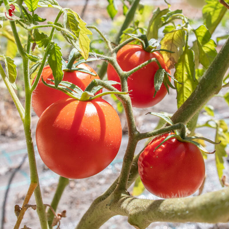 Tomatoes - Bonny Best
