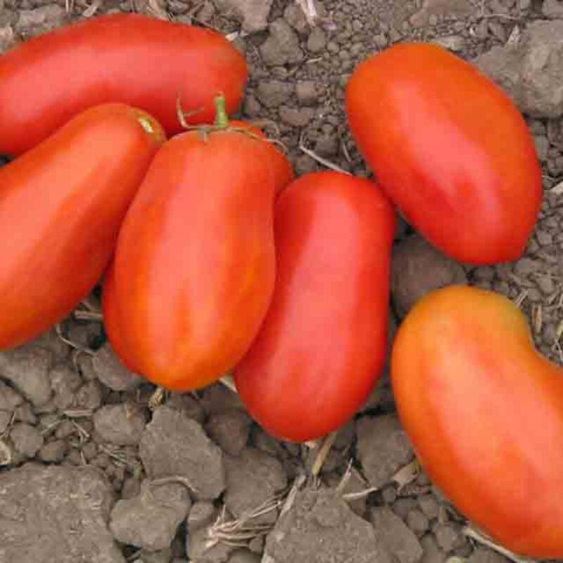 Tomatoes - Grandma Mary's Paste