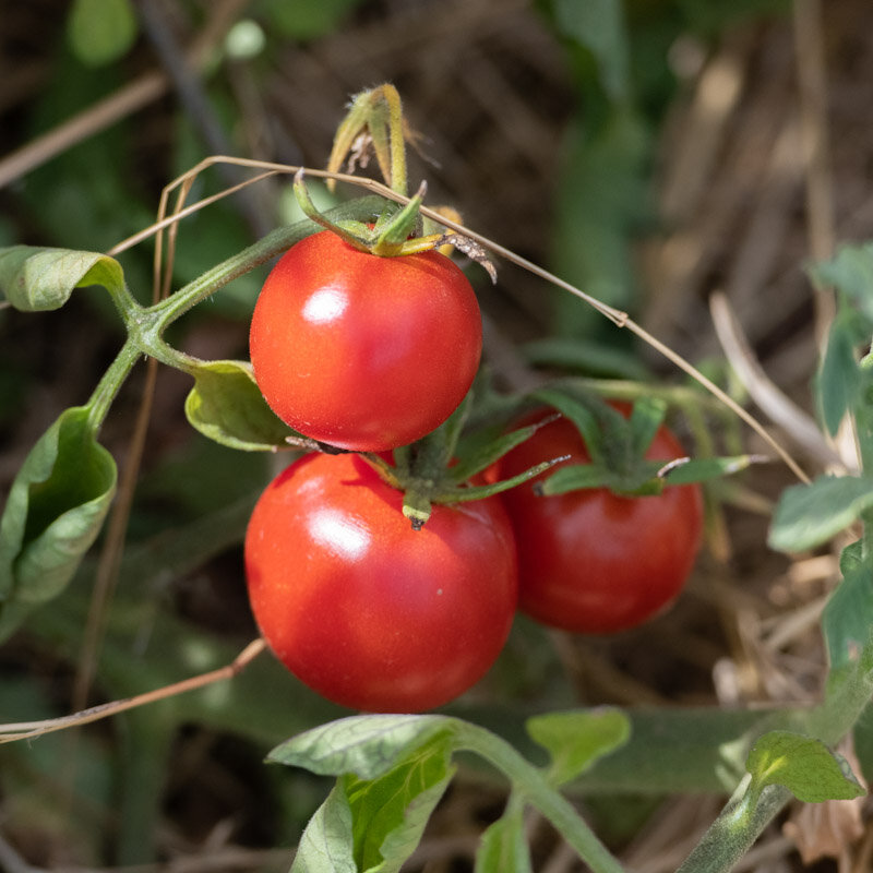 Tomatoes - Merveille des Marchés