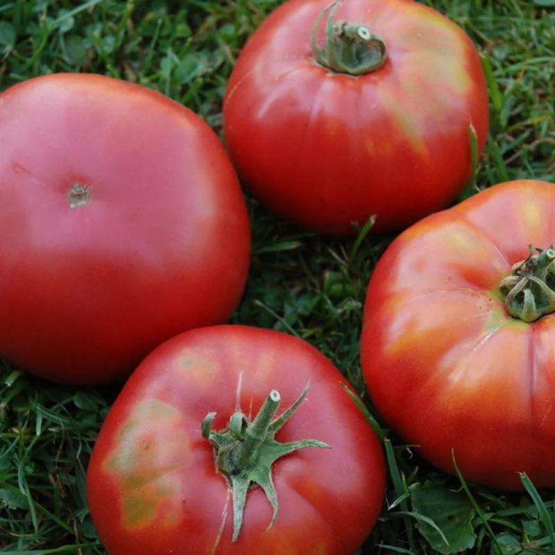 Tomatoes - Orenburg Giant