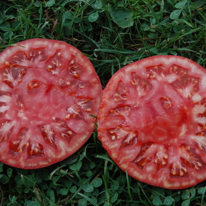 Tomatoes - Orenburg Giant