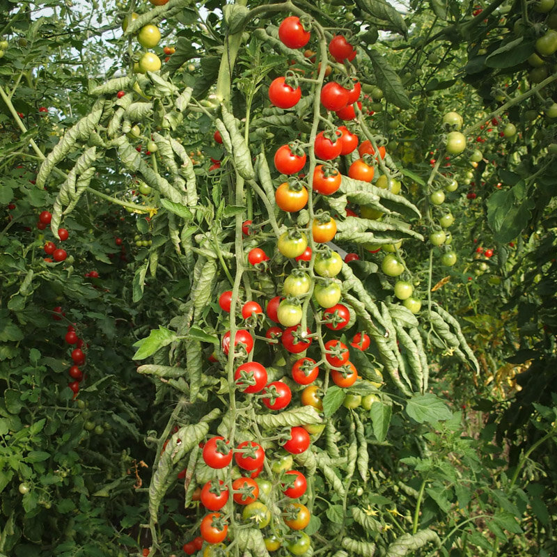 Cherry tomatoes - Peacevine